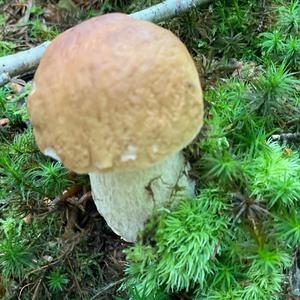 King Bolete