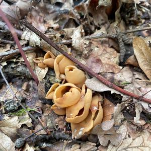 Lemon Peel Fungus