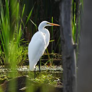 Great Egret