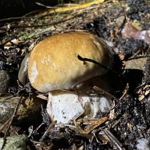 King Bolete