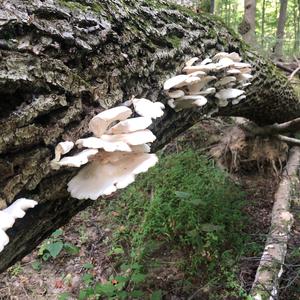 Oyster Mushroom