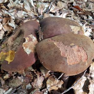 Dotted-stem Bolete