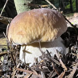 King Bolete