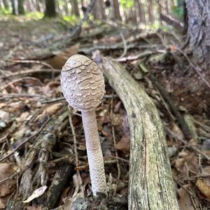 Parasol Mushroom