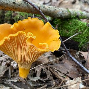 Chanterelle, Common