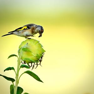 European Goldfinch