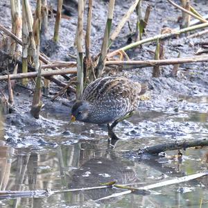 Spotted Crake