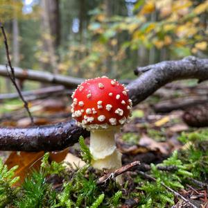 Fly Agaric