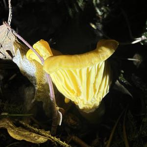 Chanterelle, Common