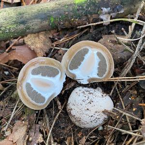 Stinkhorn, Common