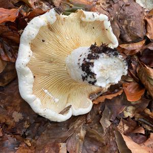 Fleecy Milk Cap