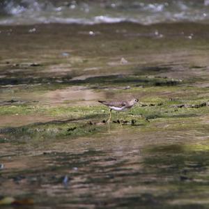 Einsamer Wasserläufer