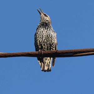 Common Starling