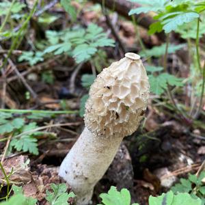 Stinkhorn, Common