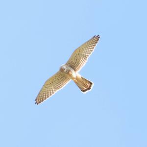 Common Kestrel