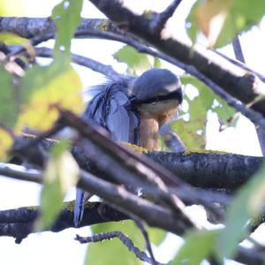 Wood Nuthatch