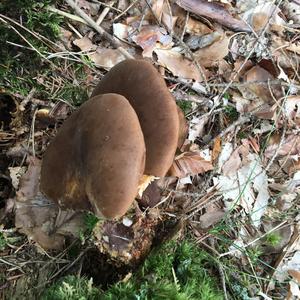 Unknown Species