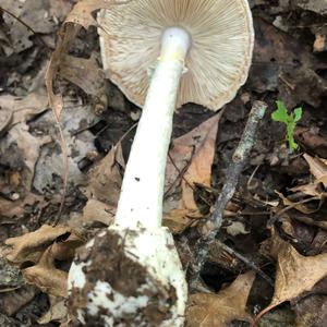 Destroying Angel