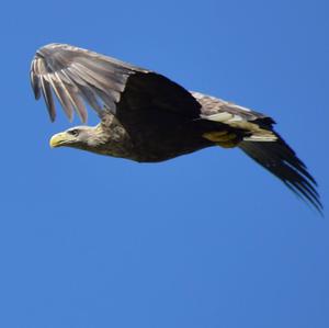 White-tailed Eagle