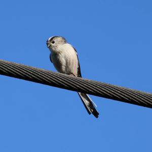 Long-tailed Tit