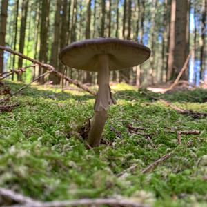 Grey-veil Amanita