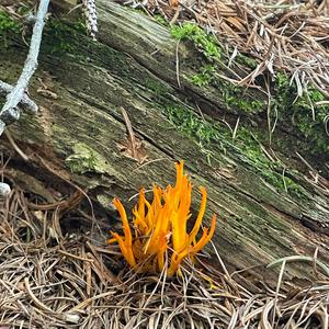 Yellow-tipped Coral-fungus