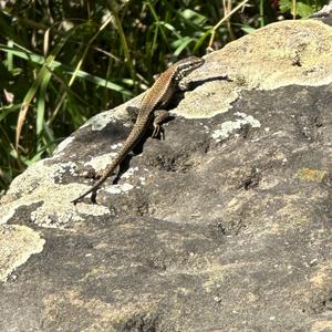 Unknown Species