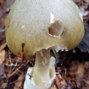 Death Cap