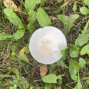 Fairy Ring Mushroom