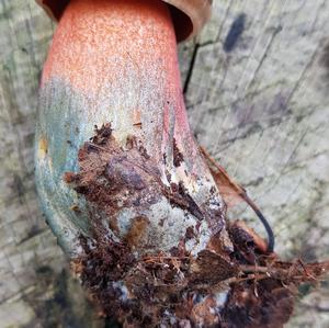 Dotted-stem Bolete