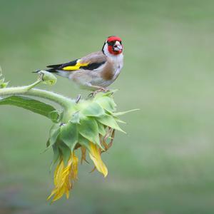 European Goldfinch