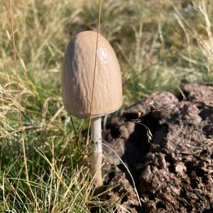 Unknown Species