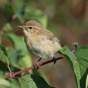 Common Chiffchaff