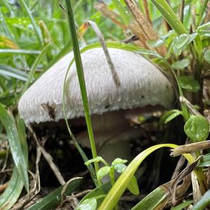 Meadow Agaric