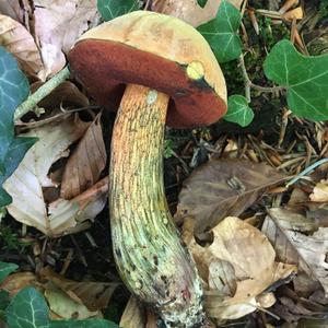 Unknown Species