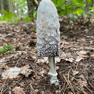 Shaggy Mane