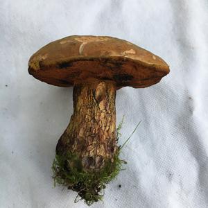 Unknown Species
