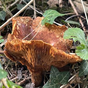 Funnel Polypore