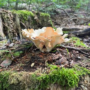 Trumpet Oyster Mushroom