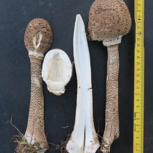 Parasol Mushroom