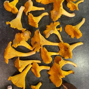 Chanterelle, Common