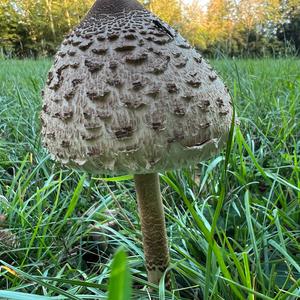 Parasol Mushroom