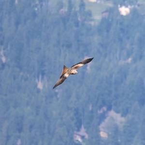 Red Kite