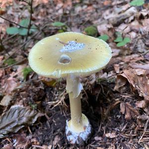 Death Cap