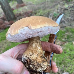 Bitter Bolete