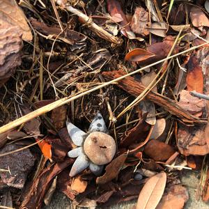 Unknown Species