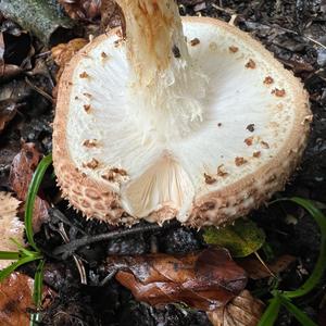 Sharp-scaled Lepiota