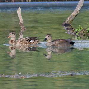 Gadwall