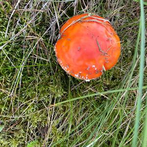 Fly Agaric