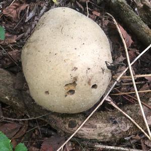 Giant Puffball